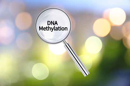 DUTCH Complete Test Provides Info on Your Methylation