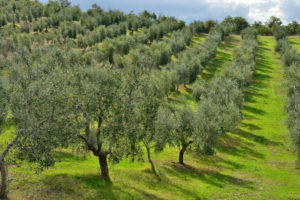 Fields of Olive Trees which make Olive Oil