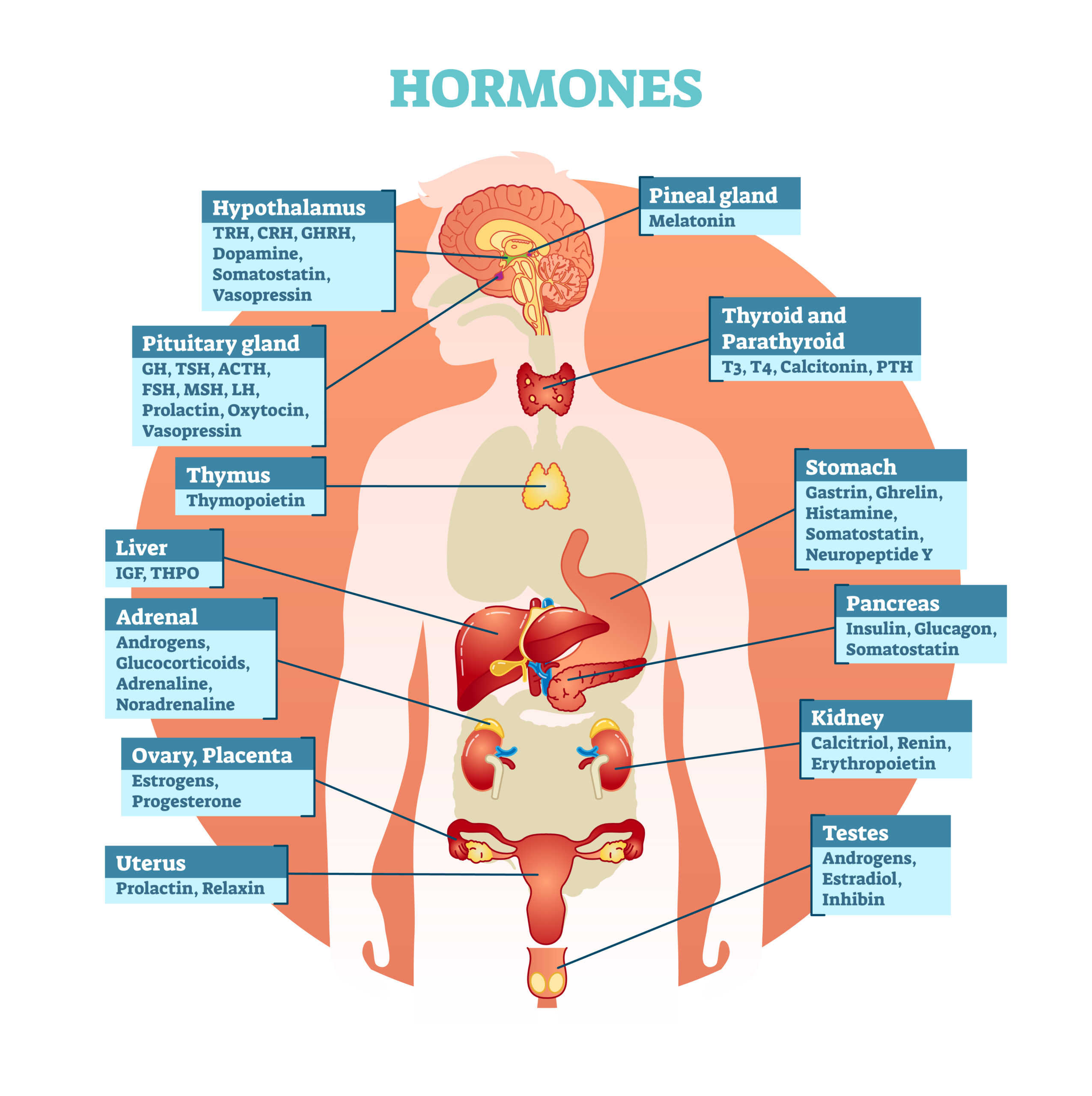Gastrin and Ghrelin are hormones made in the stomach