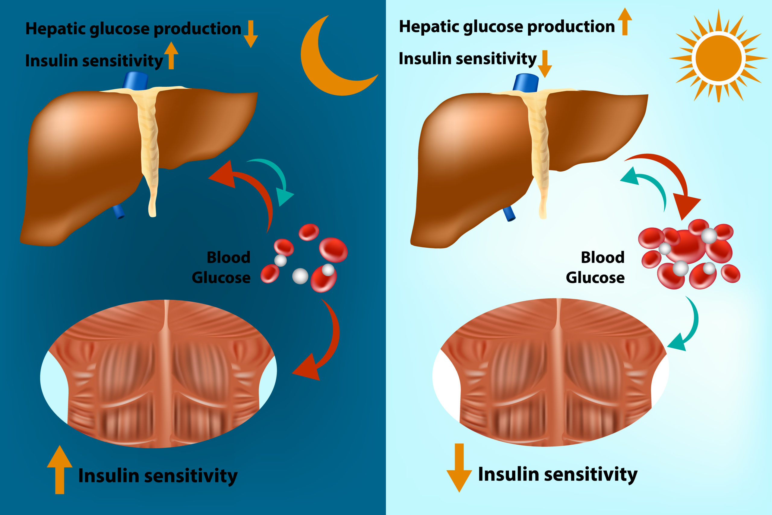 insulin and glucose production