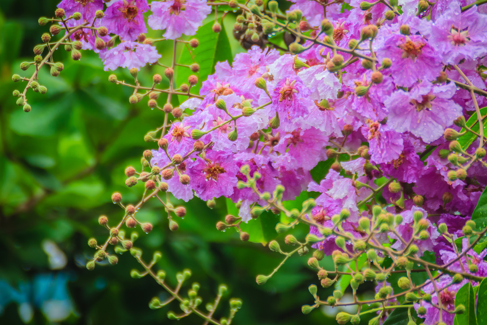 Banaba and Crepe Myrtle for Diabetes