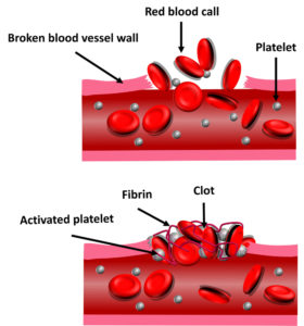 platelet activation bloodclotting