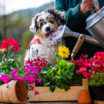5 Harmful Plants that Can Poison Your Pet