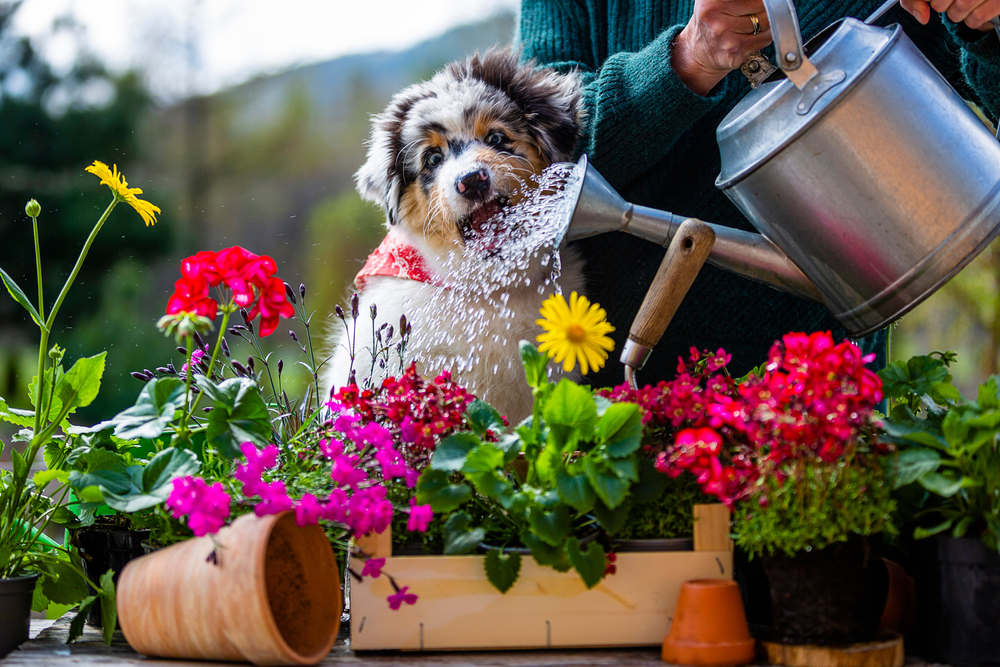 Read more about the article 5 Harmful Plants that Can Poison Your Pet