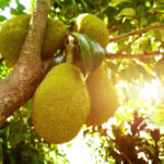 3 Impressive Benefits of Exotic Jackfruit