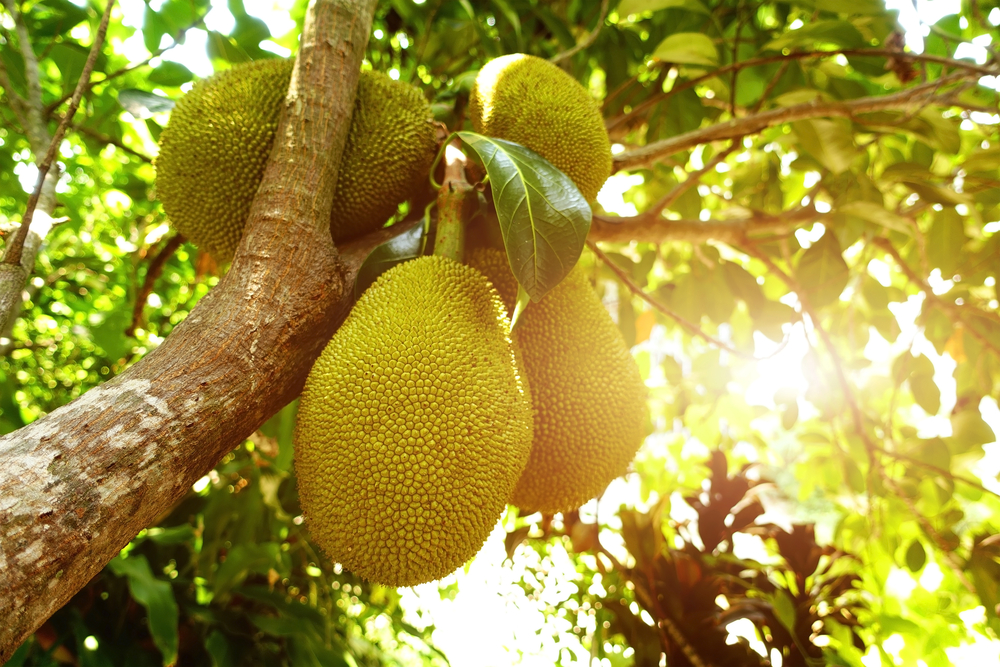 Read more about the article 3 Impressive Benefits of Exotic Jackfruit