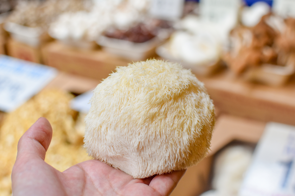 Read more about the article What’s the #1 Memory Herb? Lion’s Mane
