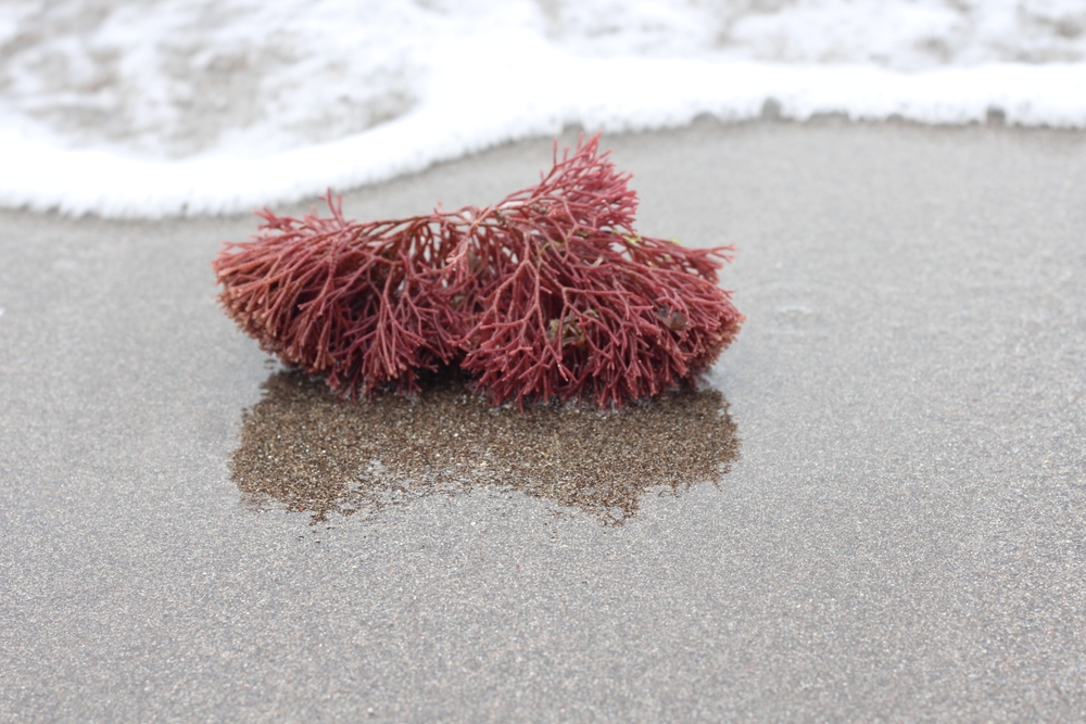 Red algae seaweed