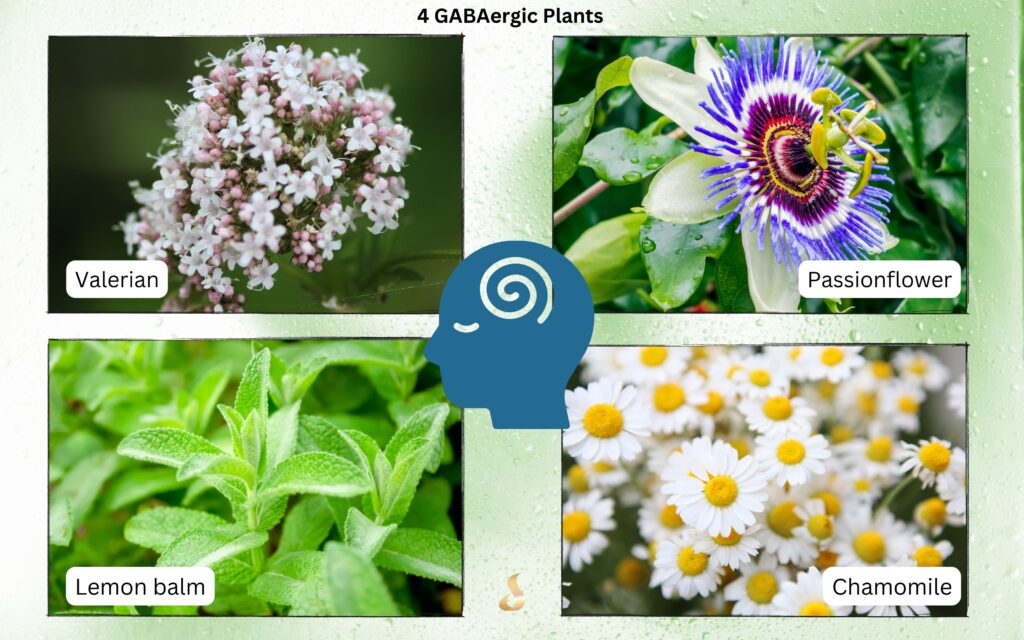 Misophonia 4 GABAergic plants