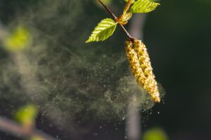 Pollen Food Syndrome