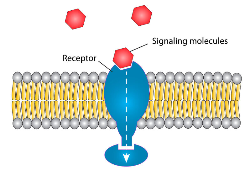 Receptor binding