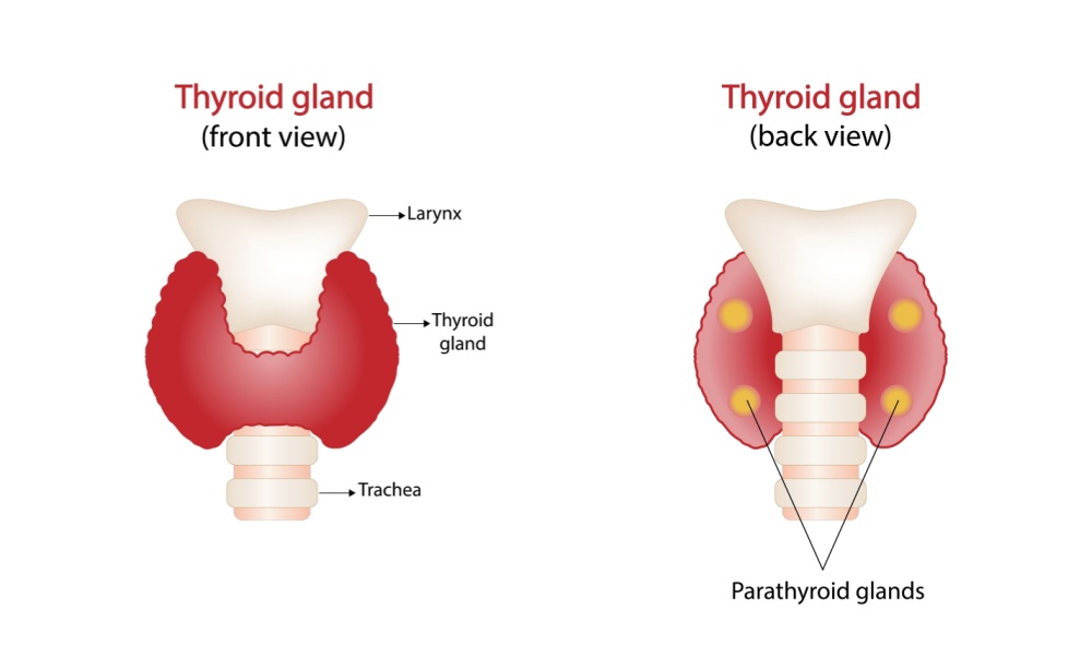 Thyroid Gland - Front and Back