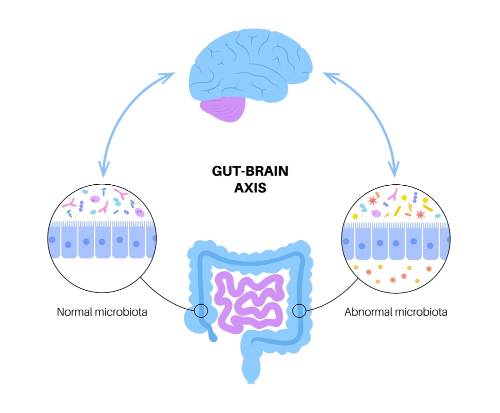 gut-brain axis