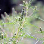 Pollen Food Syndrome: 5 Strategies to Handle Pollen in Your Diet