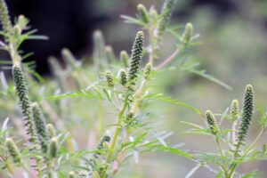 Image of ragweed pollen for pollen food syndrome