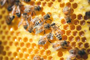 Closeup of honeycomb
