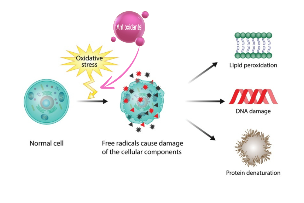 Antioxidants and free radical damage