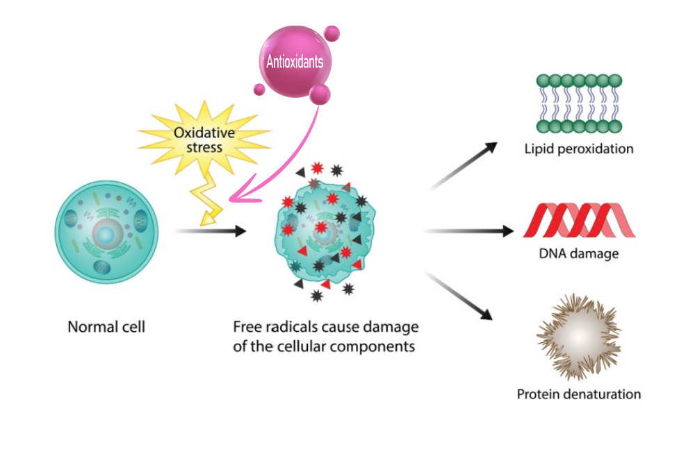 Excellent Antioxidant Power Of Taxifolin Powder Excellent Antioxidant Power Of Taxifolin Powder