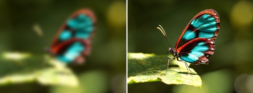 image of butterfly in and out of focus