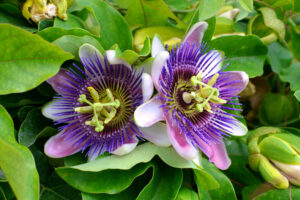 image of two flower buds of purple passionflower