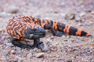 close up image of gila monster