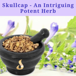 Skullcap - An Intriguing Potent Herb