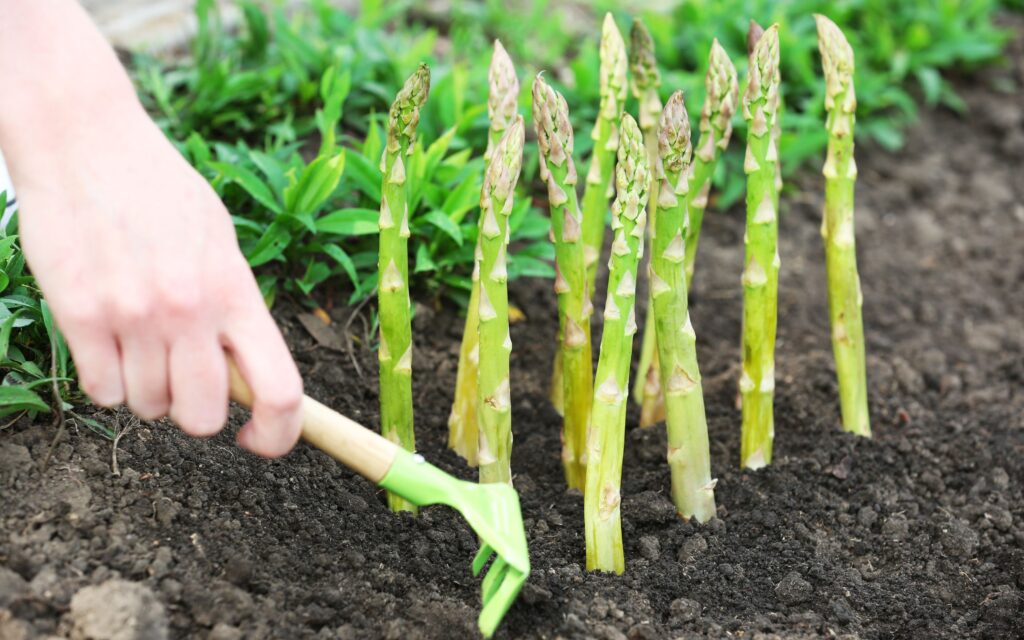 Why Does Asparagus Make Pee Smell Funky? A Genetic Twist You Didn’t See ...