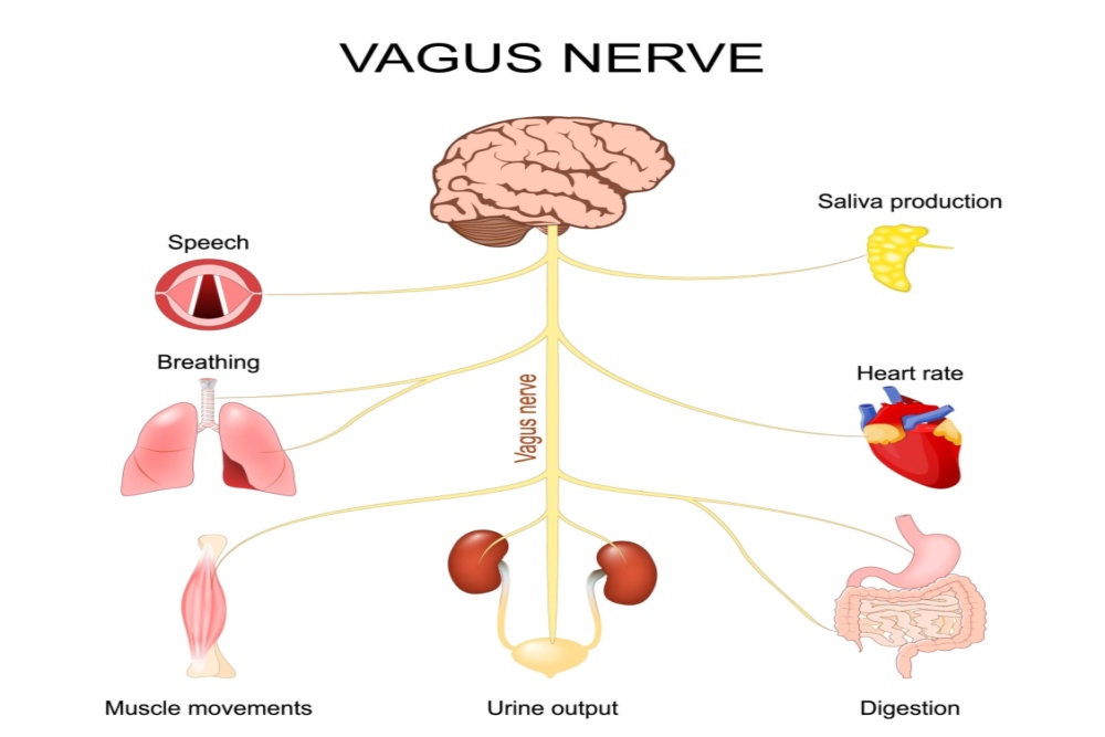 vagus nerve graphic