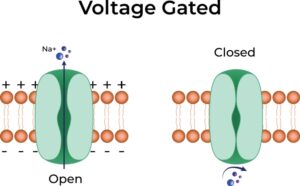 sodium channel