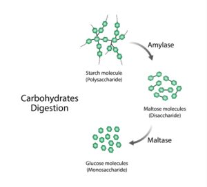 Amylase