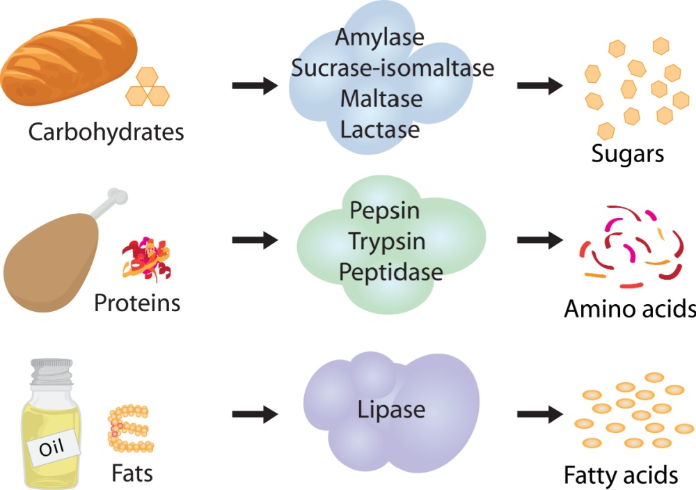 DigestiveEnzymes
