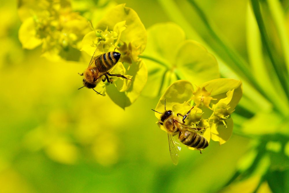 Read more about the article 5 Surprising Facts About Bee Venom Therapy