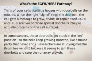 Graphic of cell receptor and HER2 pathway