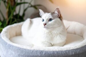 3 Reasons You Sleep Better Covered with a Blanket - Even When It’s Hot 4 Beautiful white cat sleeping with paws underneath