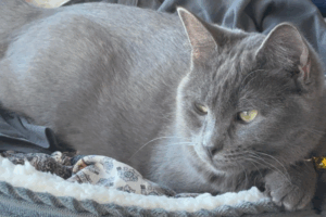 Willow the cat laying down