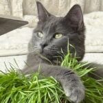 Why Catnip Excites Cats but Calms Humans