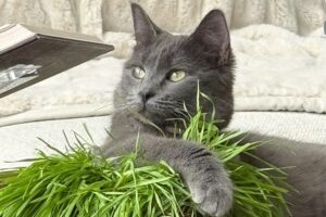 Willow the cat resting on a plant of wheatgrass not catnip
