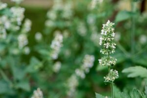 Catnip