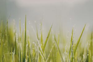 grass with dew indicating a lining called the glycocalyx