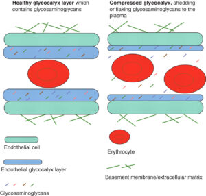 Glycocalyx Layer illustration