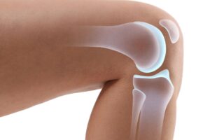 cartilage