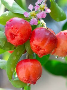 Acerola cherries growing on tree with distinctive pink flowers